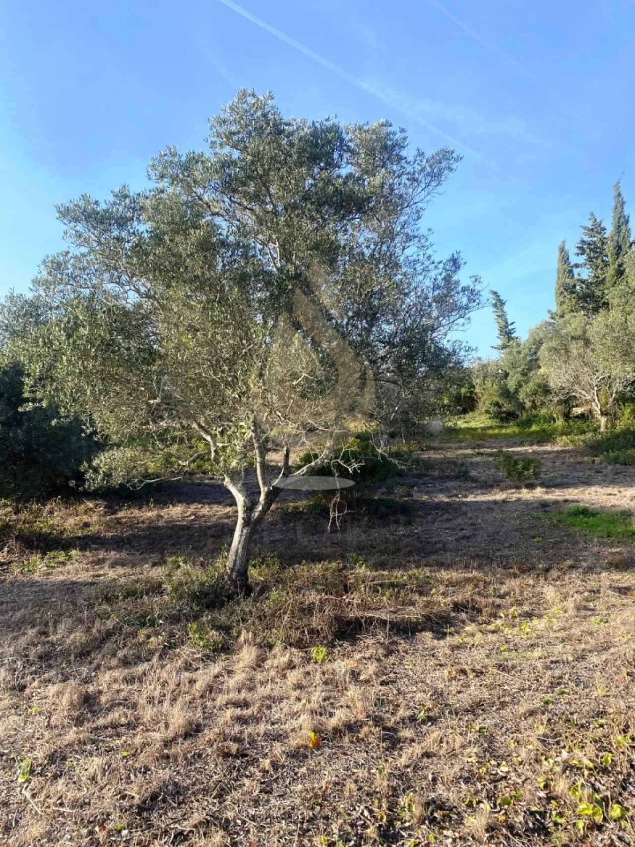 Terreno para Venda em Conceição e Estoi Foto 8