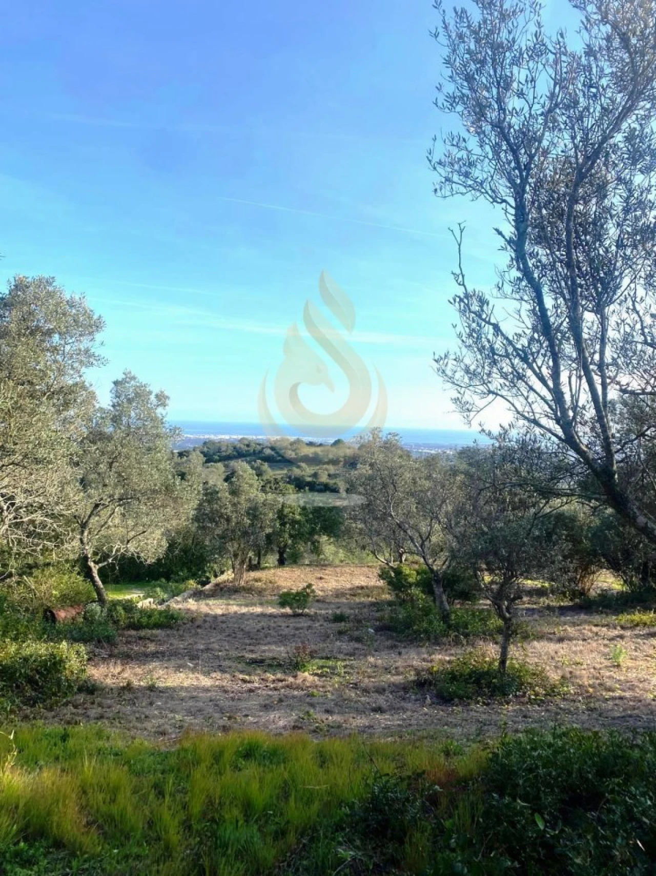 Terreno para Venda em Conceição e Estoi Foto 4