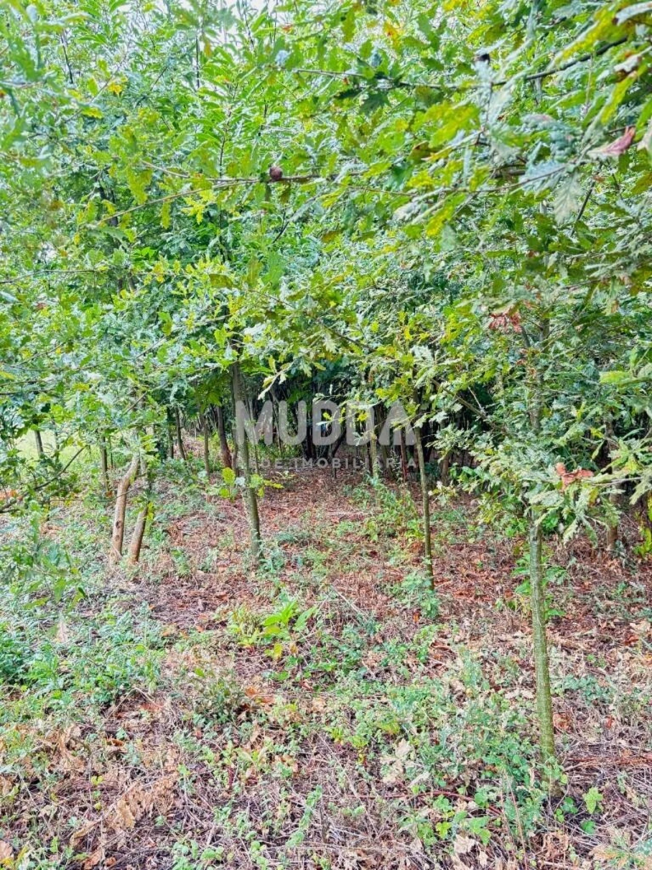 Terreno para Venda em Lobão, Gião, Louredo e Guisande Foto 12