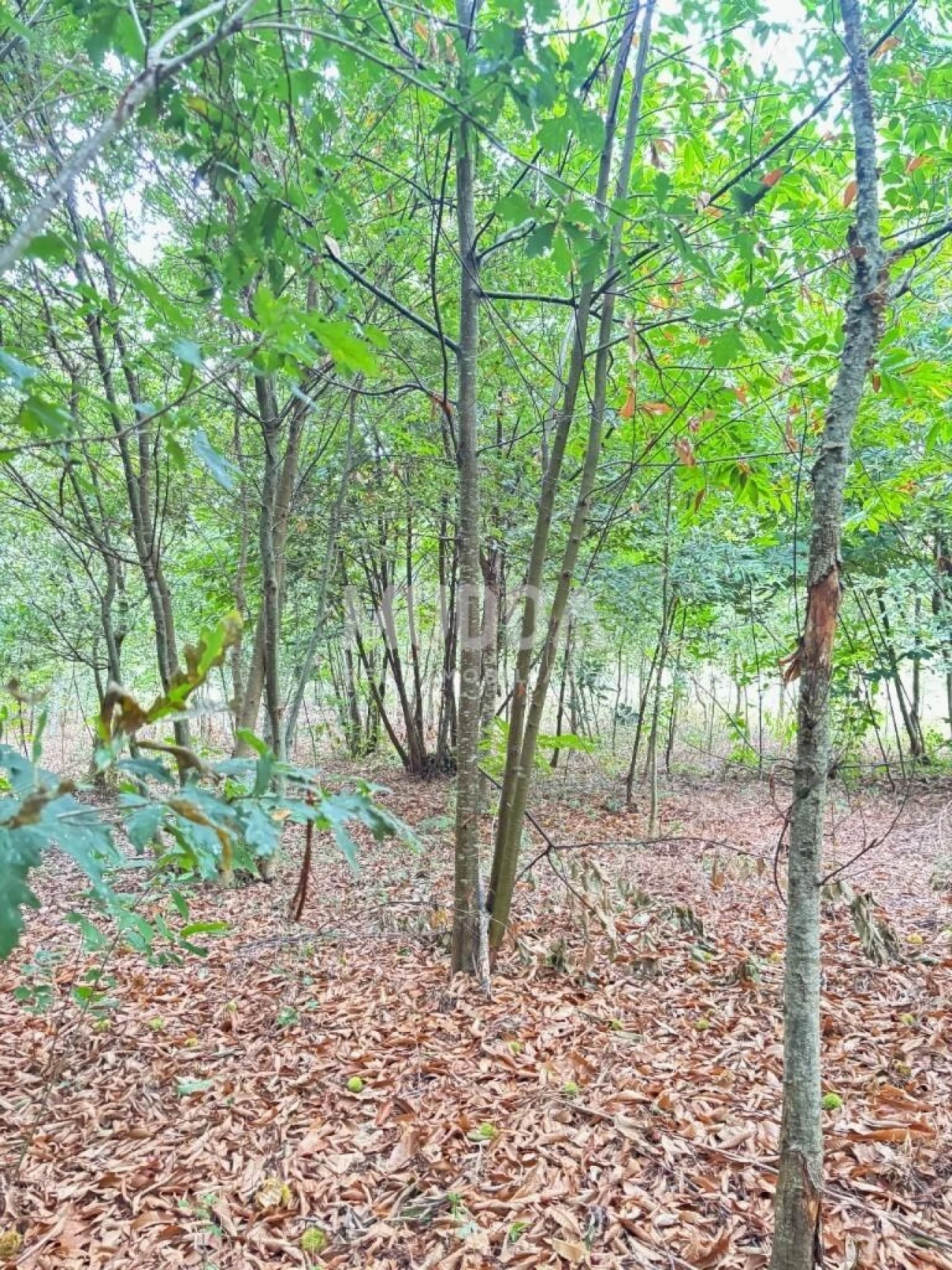 Terreno para Venda em Lobão, Gião, Louredo e Guisande Foto 4