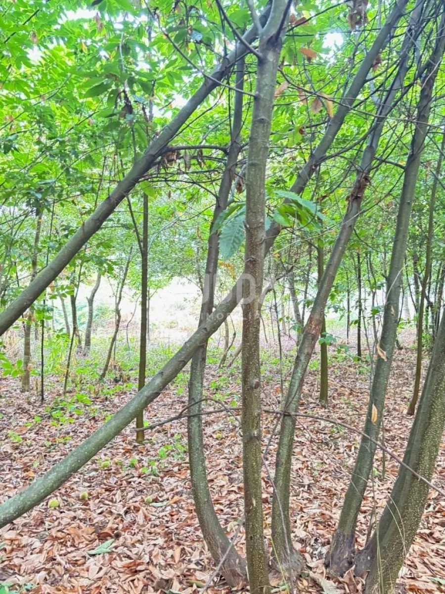 Terreno para Venda em Lobão, Gião, Louredo e Guisande Foto 5