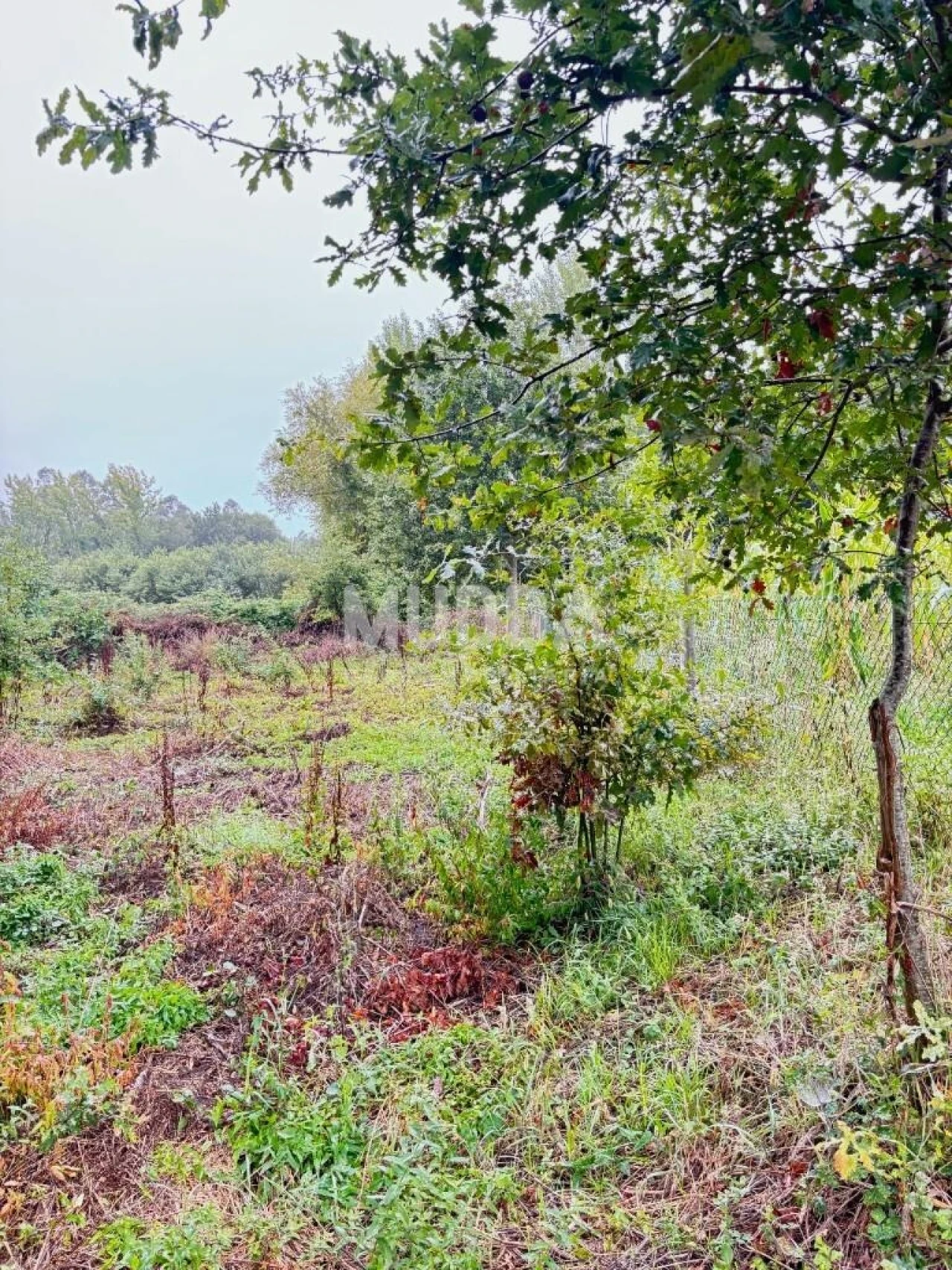 Terreno para Venda em Lobão, Gião, Louredo e Guisande Foto 13