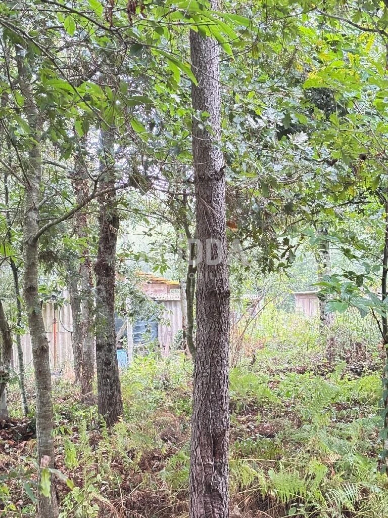 Terreno para Venda em Lobão, Gião, Louredo e Guisande Foto 6