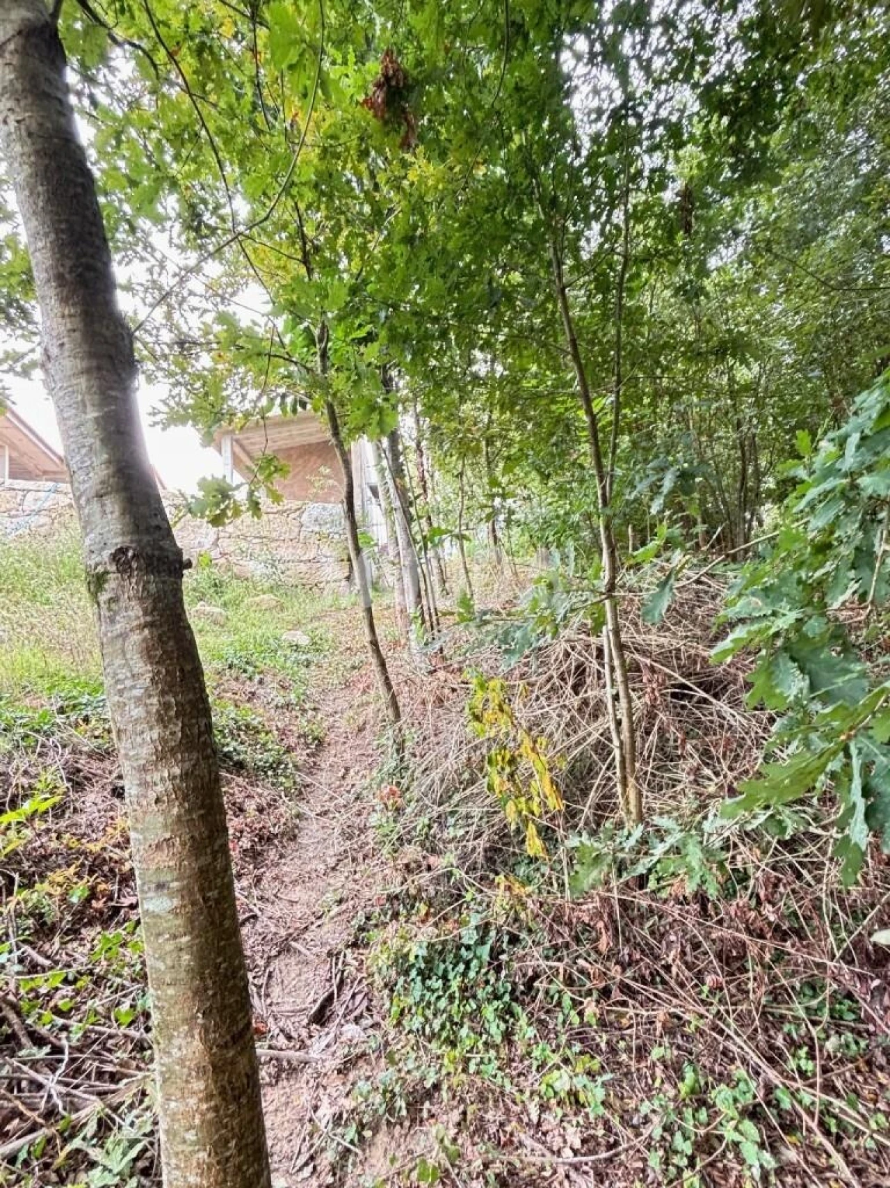 Terreno para Venda em Lobão, Gião, Louredo e Guisande Foto 8