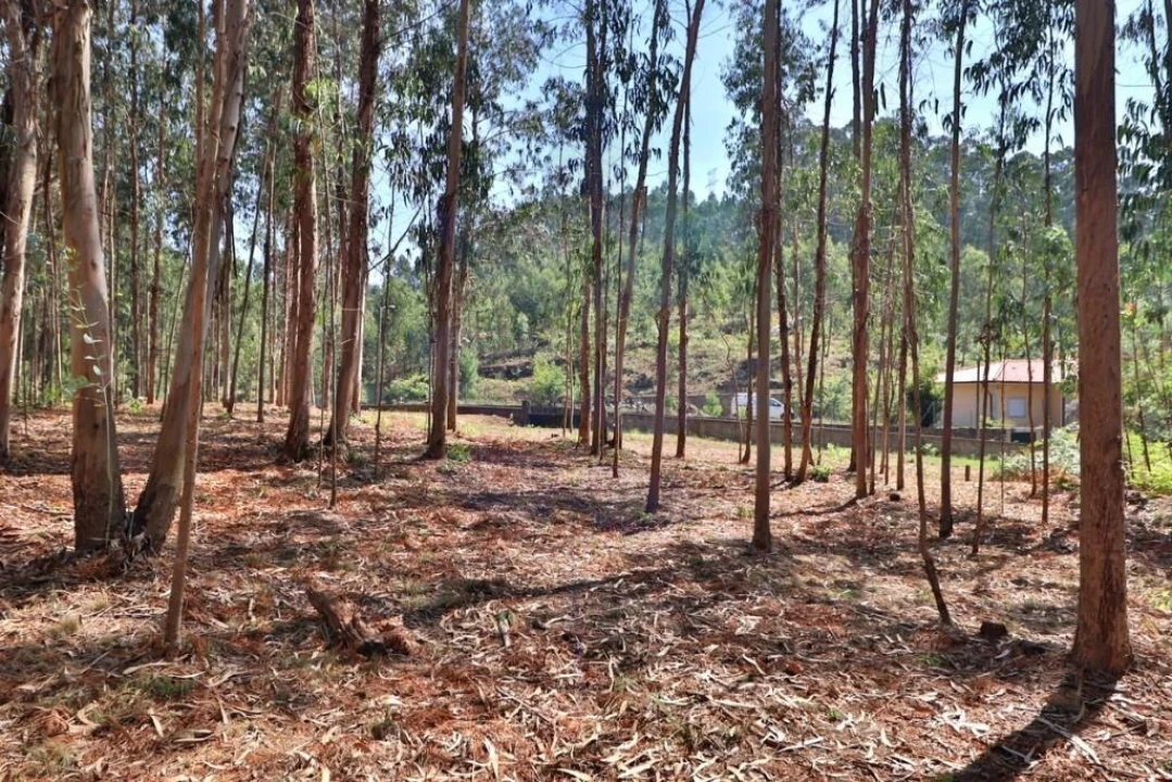 Terreno para Venda em Pico de Regalados, Gondiães e Mós Foto 14