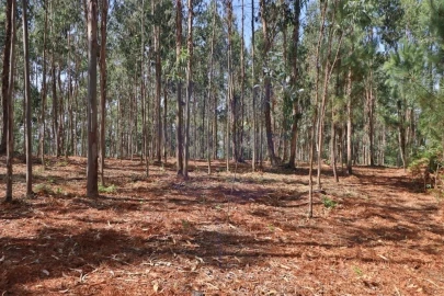Terreno para Venda em Pico de Regalados, Gondiães e Mós