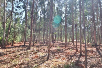 Terreno para Venda em Pico de Regalados, Gondiães e Mós