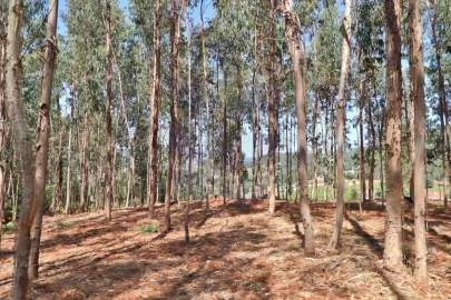 Terreno para Venda em Pico de Regalados, Gondiães e Mós
