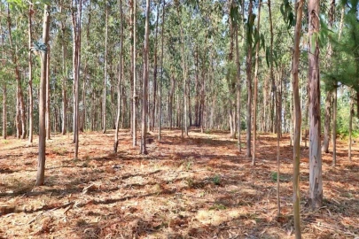 Terreno para Venda em Pico de Regalados, Gondiães e Mós