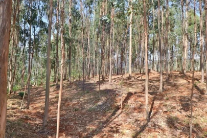 Terreno para Venda em Pico de Regalados, Gondiães e Mós