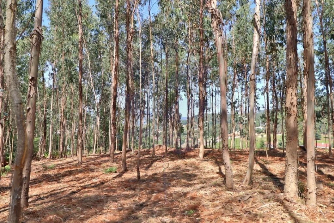 Terreno para Venda em Pico de Regalados, Gondiães e Mós Foto 15