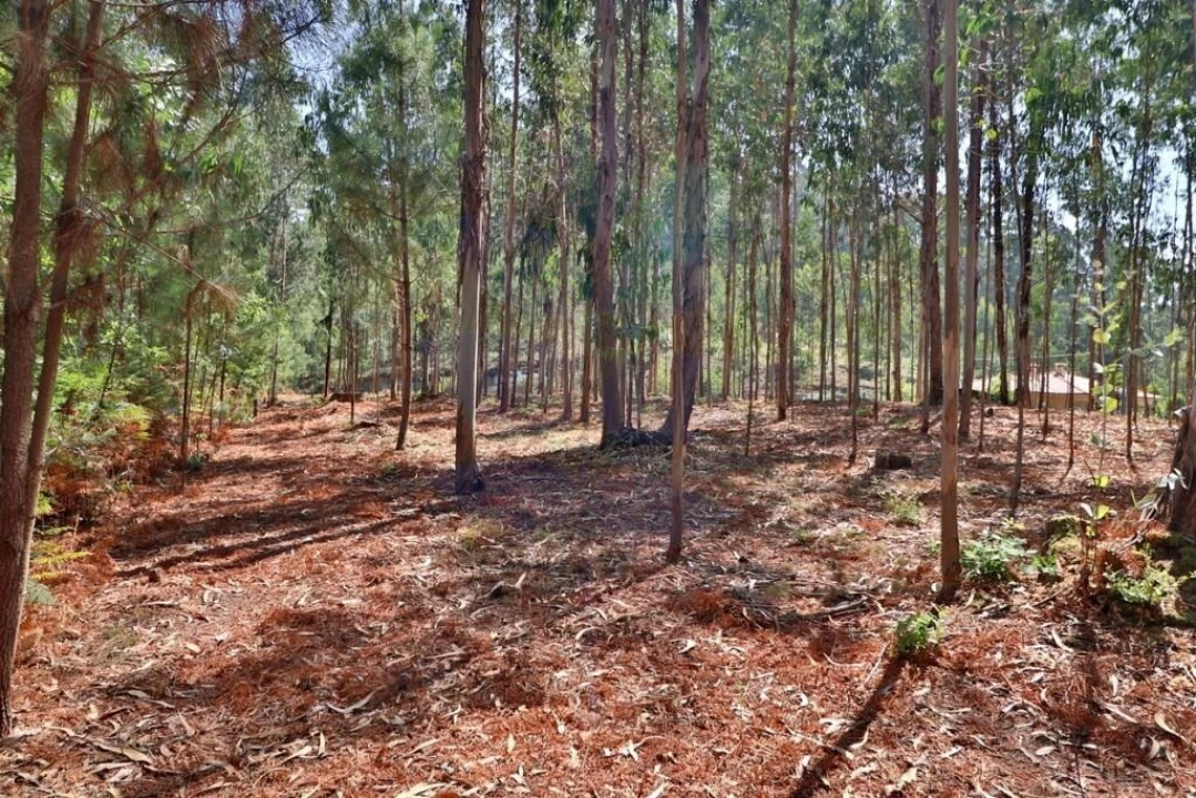 Terreno para Venda em Pico de Regalados, Gondiães e Mós Foto 20