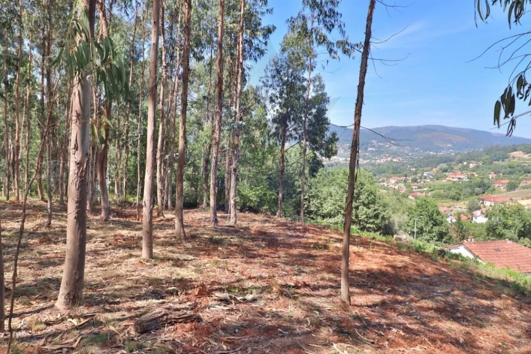 Terreno para Venda em Pico de Regalados, Gondiães e Mós Foto 19