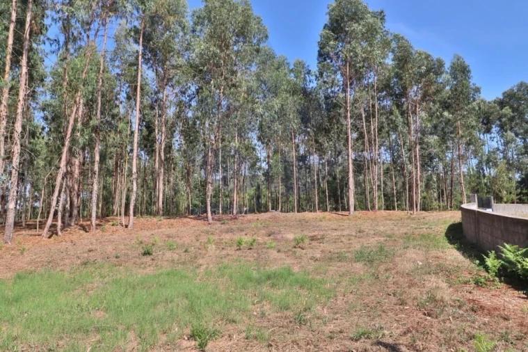 Terreno para Venda em Pico de Regalados, Gondiães e Mós Foto 12