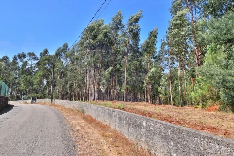 Terreno para Venda em Pico de Regalados, Gondiães e Mós Foto 22