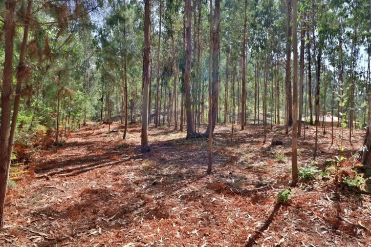 Terreno para Venda em Pico de Regalados, Gondiães e Mós Foto 20