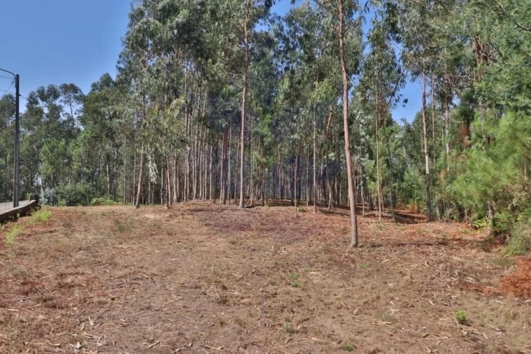 Terreno para Venda em Pico de Regalados, Gondiães e Mós Foto 9