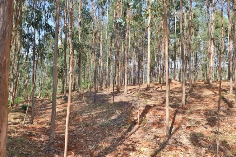 Terreno para Venda em Pico de Regalados, Gondiães e Mós Foto 13