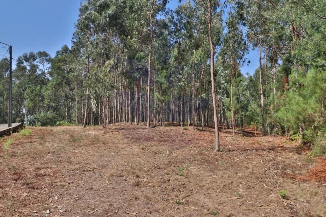Terreno para Venda em Pico de Regalados, Gondiães e Mós Foto 9