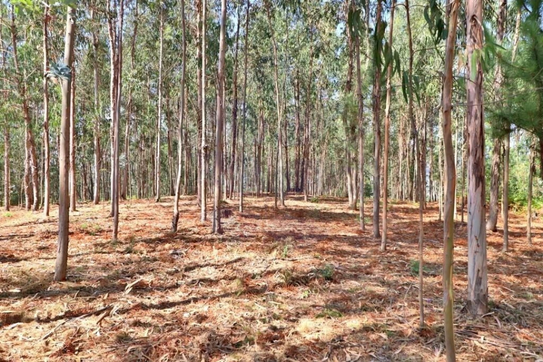 Terreno para Venda em Pico de Regalados, Gondiães e Mós Foto 10