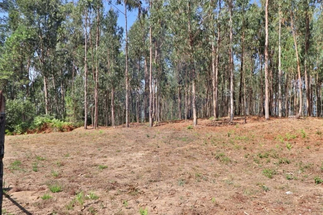 Terreno para Venda em Pico de Regalados, Gondiães e Mós Foto 2