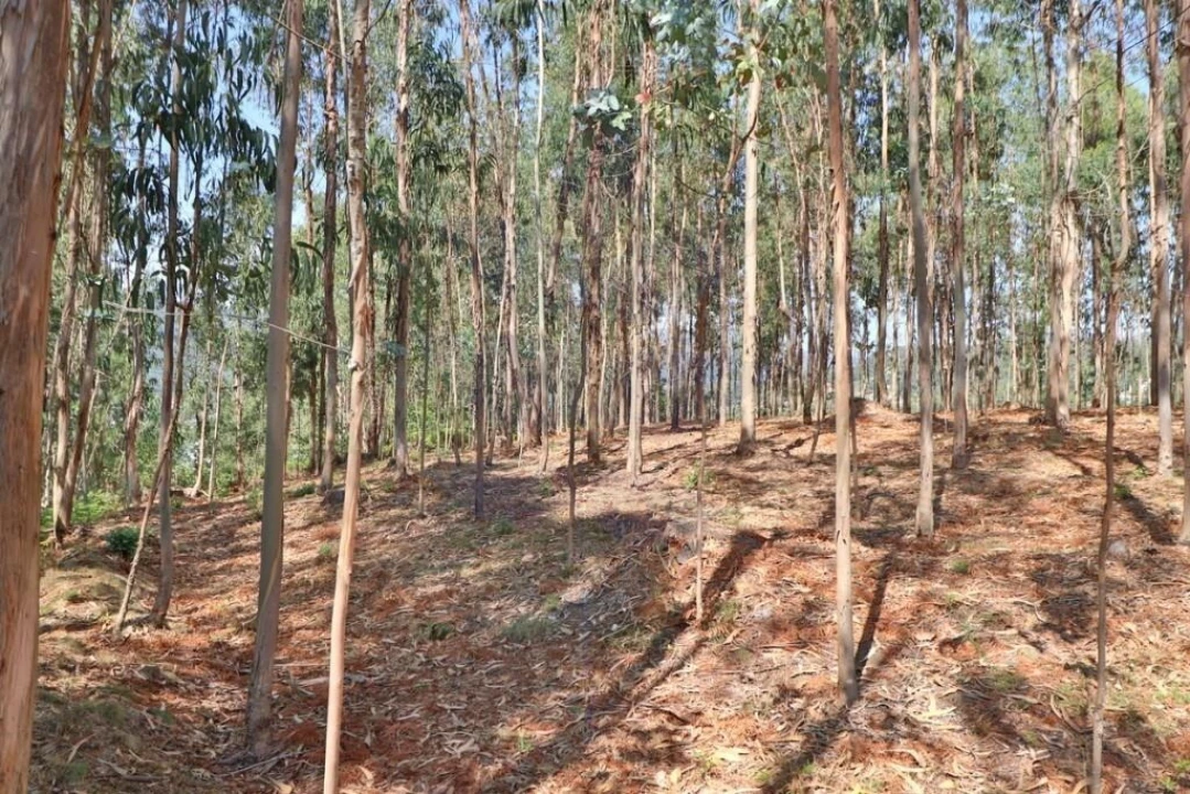 Terreno para Venda em Pico de Regalados, Gondiães e Mós Foto 13