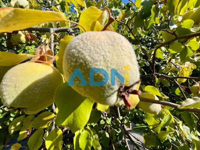 Moradia T3 para Venda em Vila Velha de Rodão Foto 62