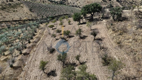 Terreno Agricola ou Rústico para Venda em Eucisia, Gouveia e Valverde