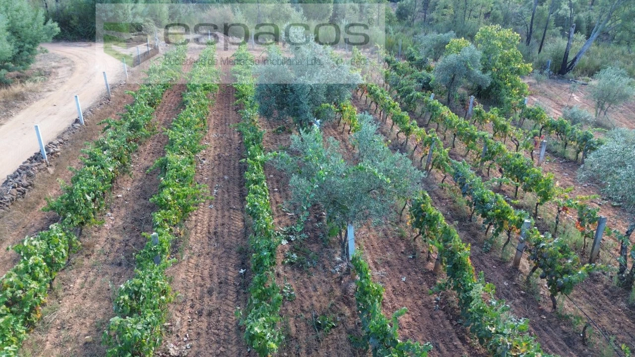 Terreno para Venda em Pero Viseu Foto 2