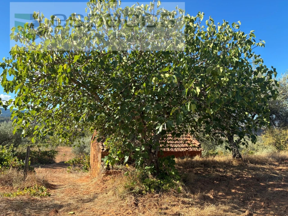 Terreno para Venda em Pero Viseu Foto 43