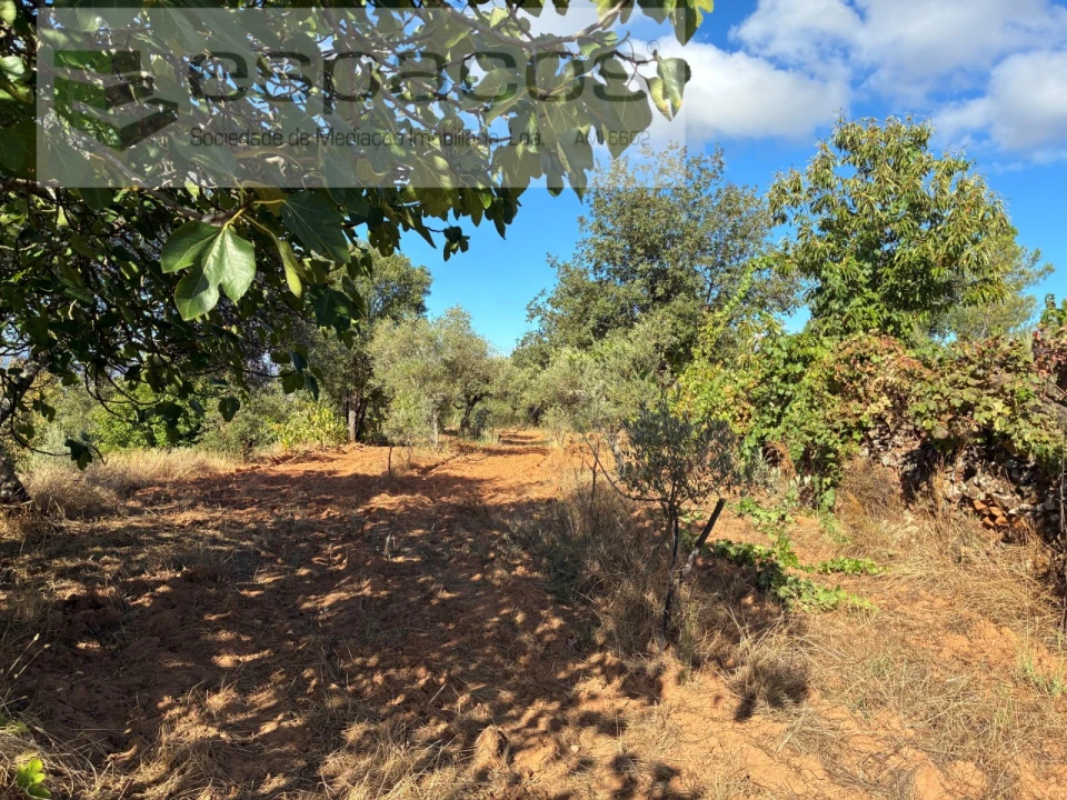 Terreno para Venda em Pero Viseu Foto 24