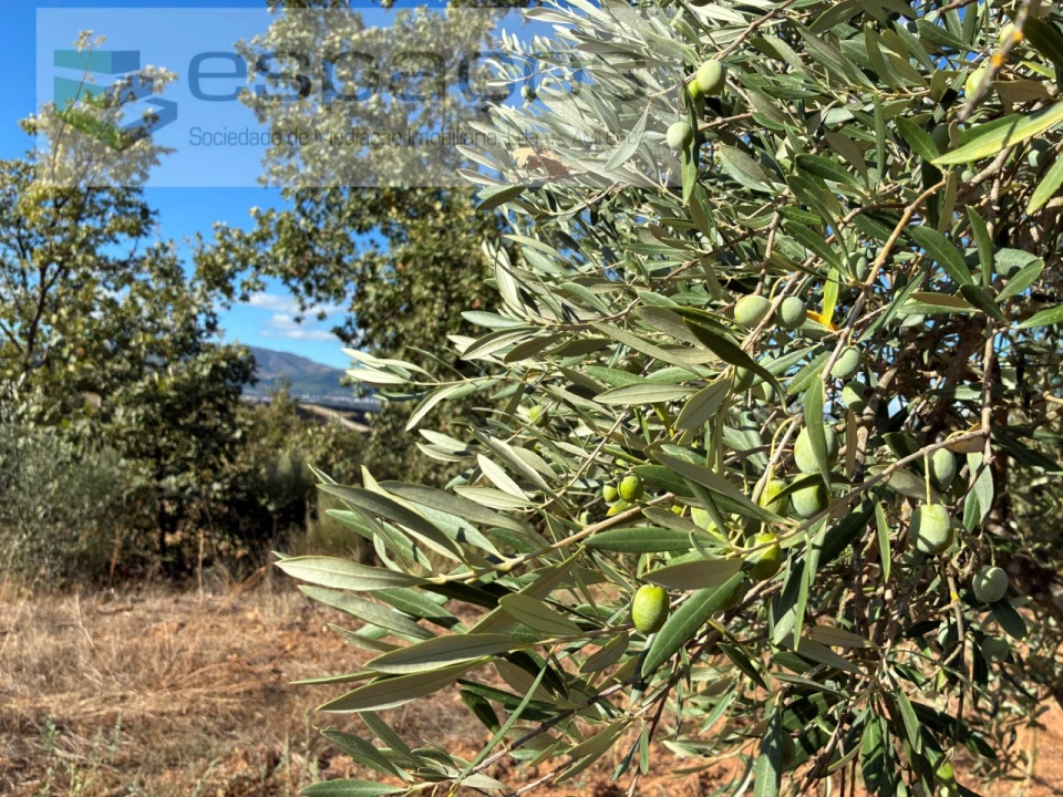Terreno para Venda em Pero Viseu Foto 30