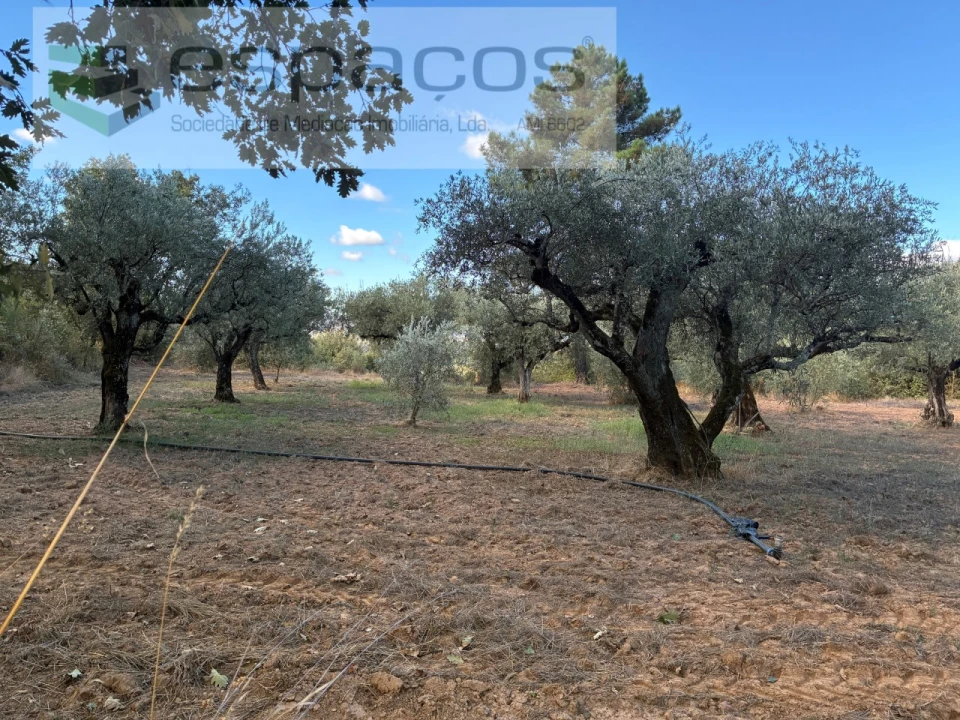 Terreno para Venda em Pero Viseu Foto 28