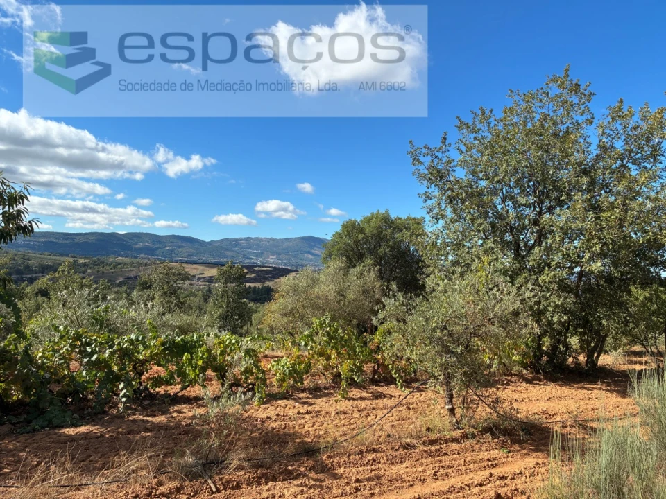 Terreno para Venda em Pero Viseu Foto 44
