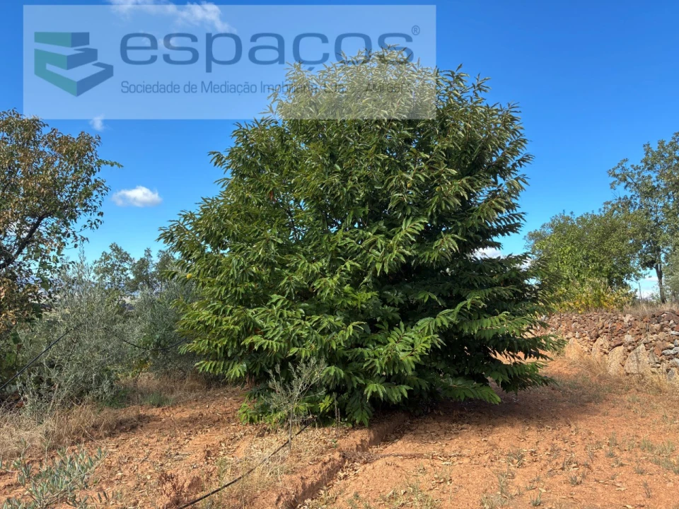 Terreno para Venda em Pero Viseu Foto 48