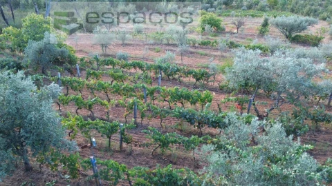 Terreno para Venda em Pero Viseu