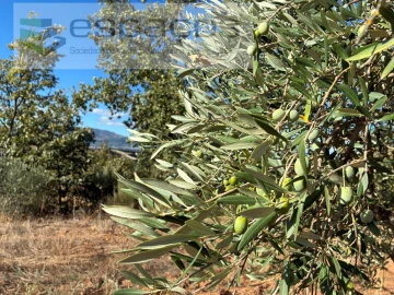 Terreno para Venda em Pero Viseu