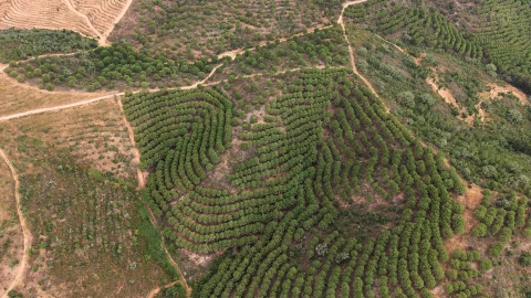 Quinta T5 para Venda em Boavista dos Pinheiros