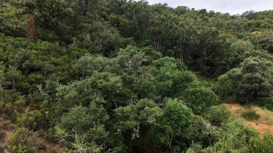 Quinta T5 para Venda em Boavista dos Pinheiros Foto 52