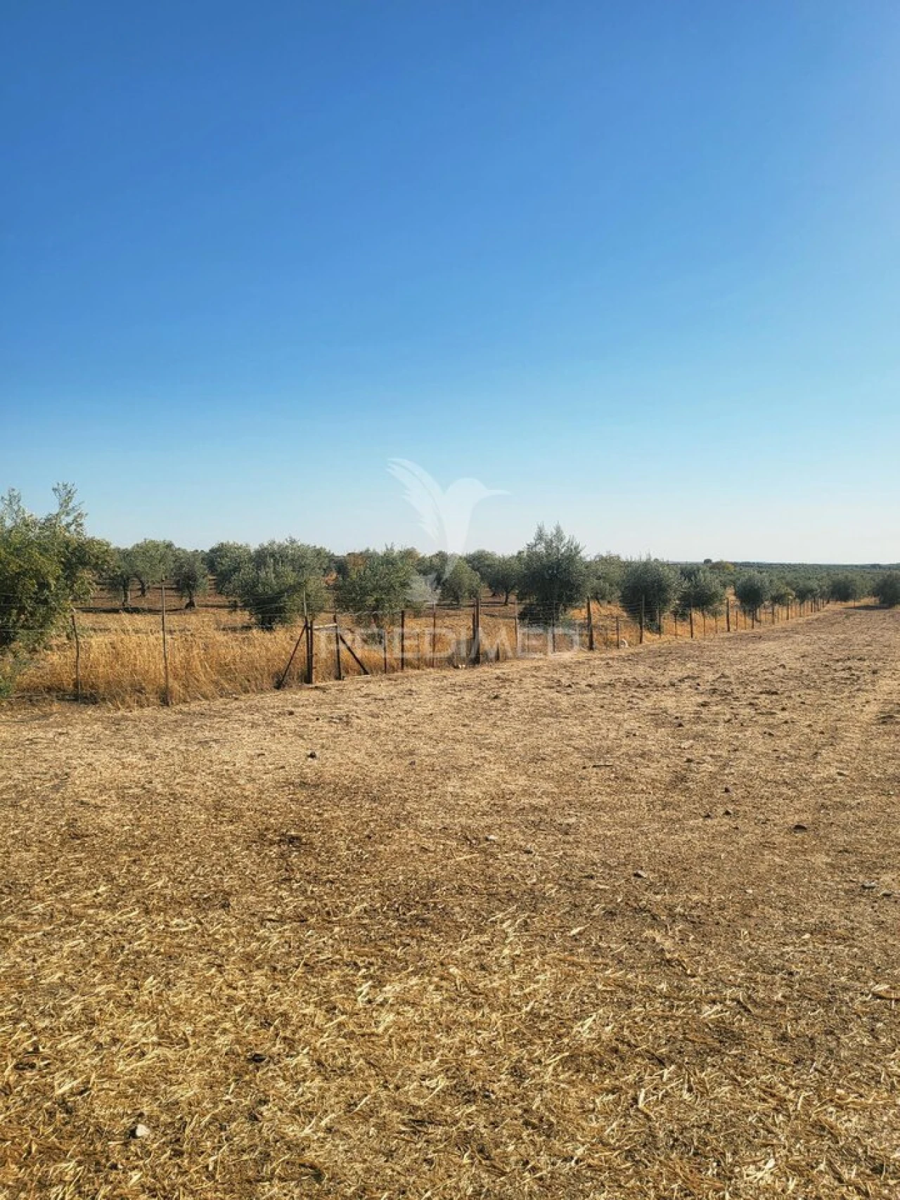 Terreno para Venda em Mourão Foto 5