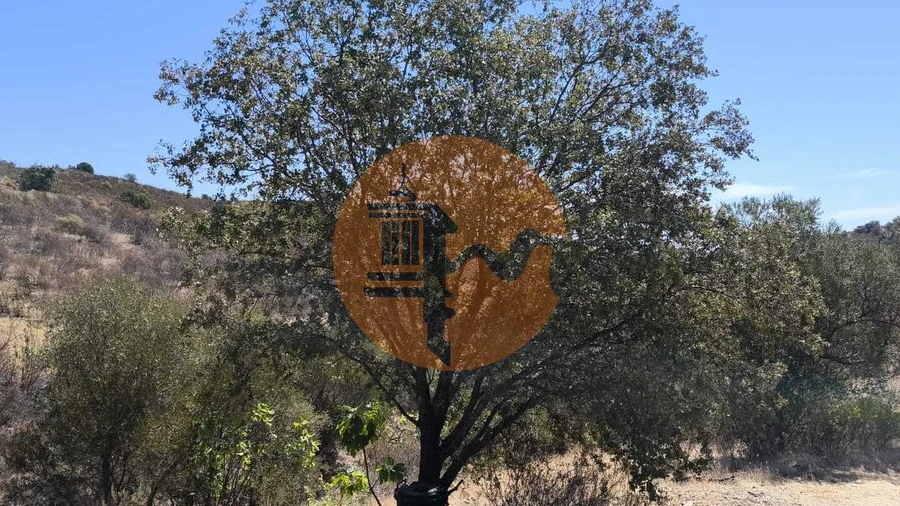 Terreno para Venda em Odeleite