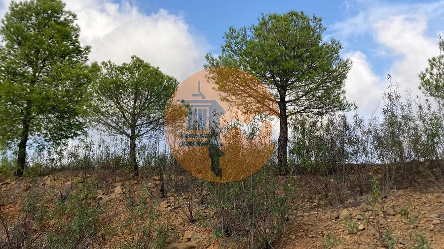 Terreno para Venda em Azinhal