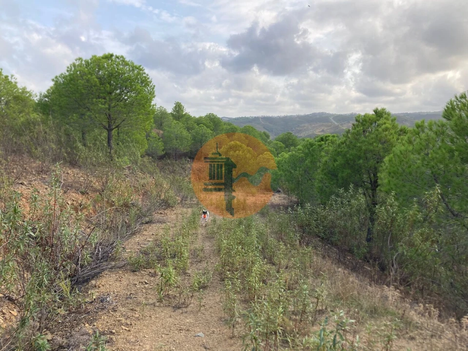 Negócio para Venda em Azinhal Foto 7