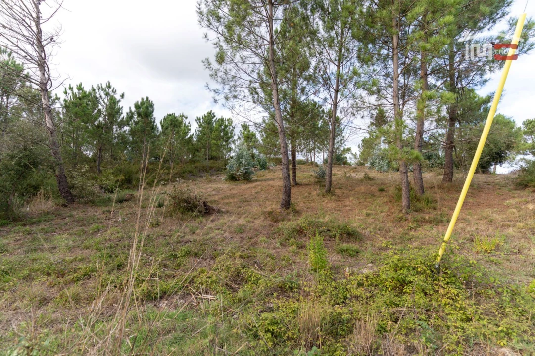 Terreno Agricola ou Rústico para Venda em Juncal Foto 6