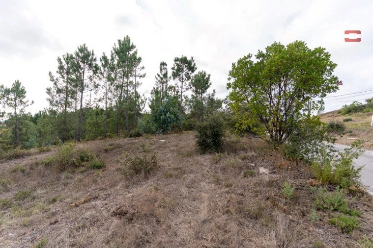 Terreno Agricola ou Rústico para Venda em Juncal Foto 5