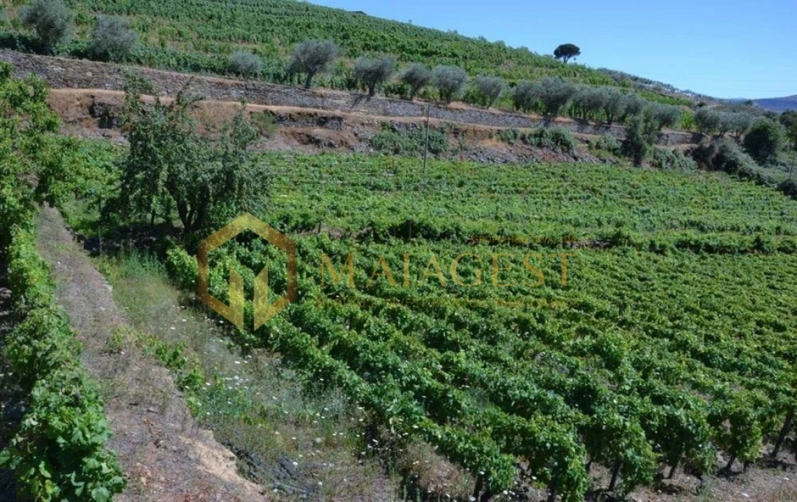 Quinta T4 para Venda em Peso da Régua e Godim Foto 1
