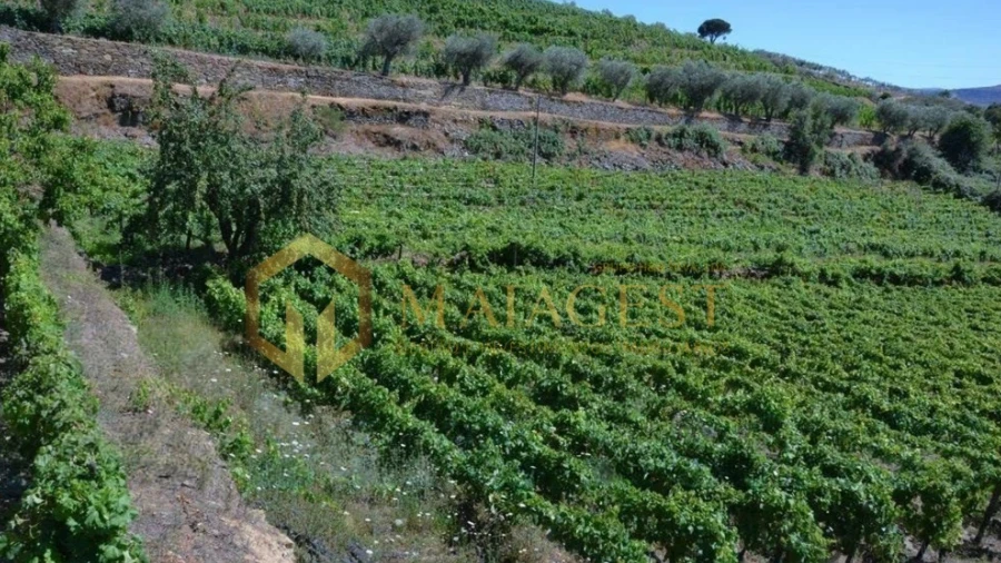 Quinta T4 para Venda em Peso da Régua e Godim