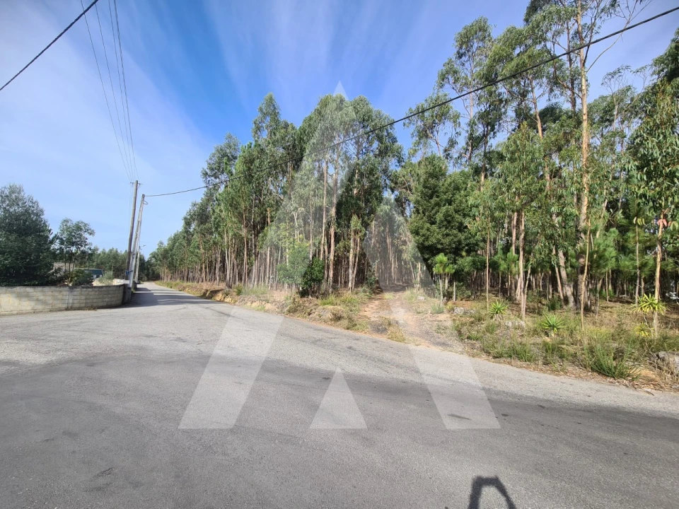 Terreno para Venda em Pinheiro da Bemposta, Travanca e Palmaz Foto 3