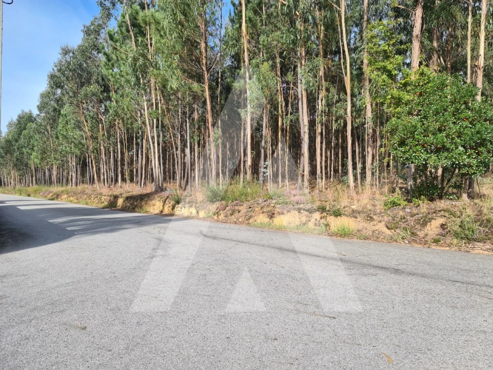 Terreno para Venda em Pinheiro da Bemposta, Travanca e Palmaz Foto 4
