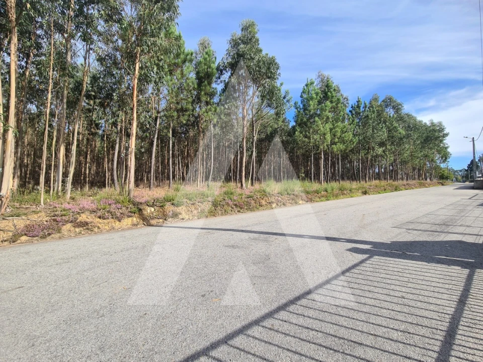 Terreno para Venda em Pinheiro da Bemposta, Travanca e Palmaz Foto 5